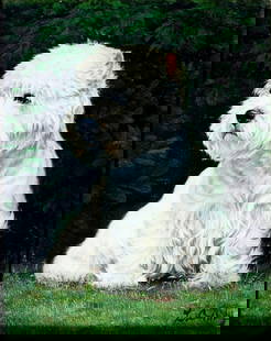 Laura E Cassidy (US,20C) oil painting: ARTIST: Laura E Cassidy (American, 20 century) TITLE: West Highland White Terrier Dog MEDIUM: oil on board CONDITION: Few very minor paint losses. No visible inpaint under U