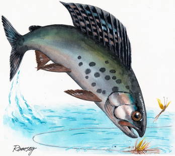 Bill Ramsey (US,b 1951) watercolor painting: ARTIST: Bill Ramsey (American, born 1951) TITLE: Transkei Fishing Flies - American Grayling (titled on verso) YEAR: 1981 MEDIUM: watercolor on board CONDITION: