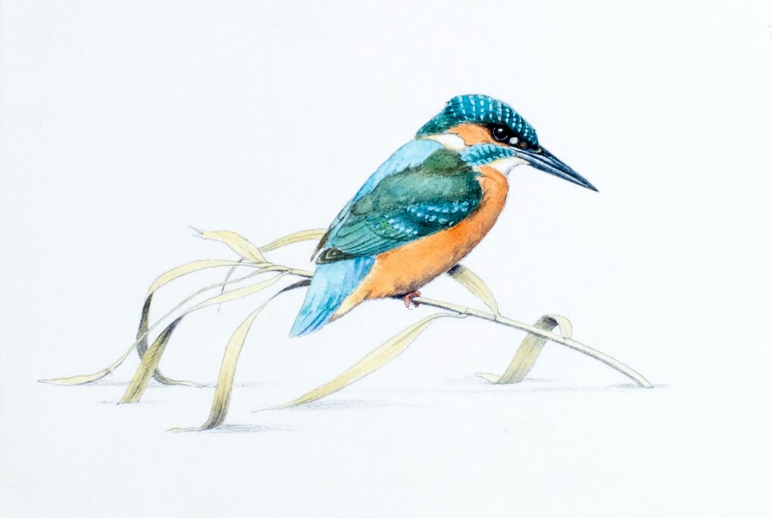 Peter Barrett (UK,1935-?) watercolor painting: ARTIST: Peter Barrett (United Kingdom, 1935 - ???) TITLE: European Kingfisher Bird MEDIUM: watercolor on heavy paper CONDITION: Minor age toning. ART SIZE: