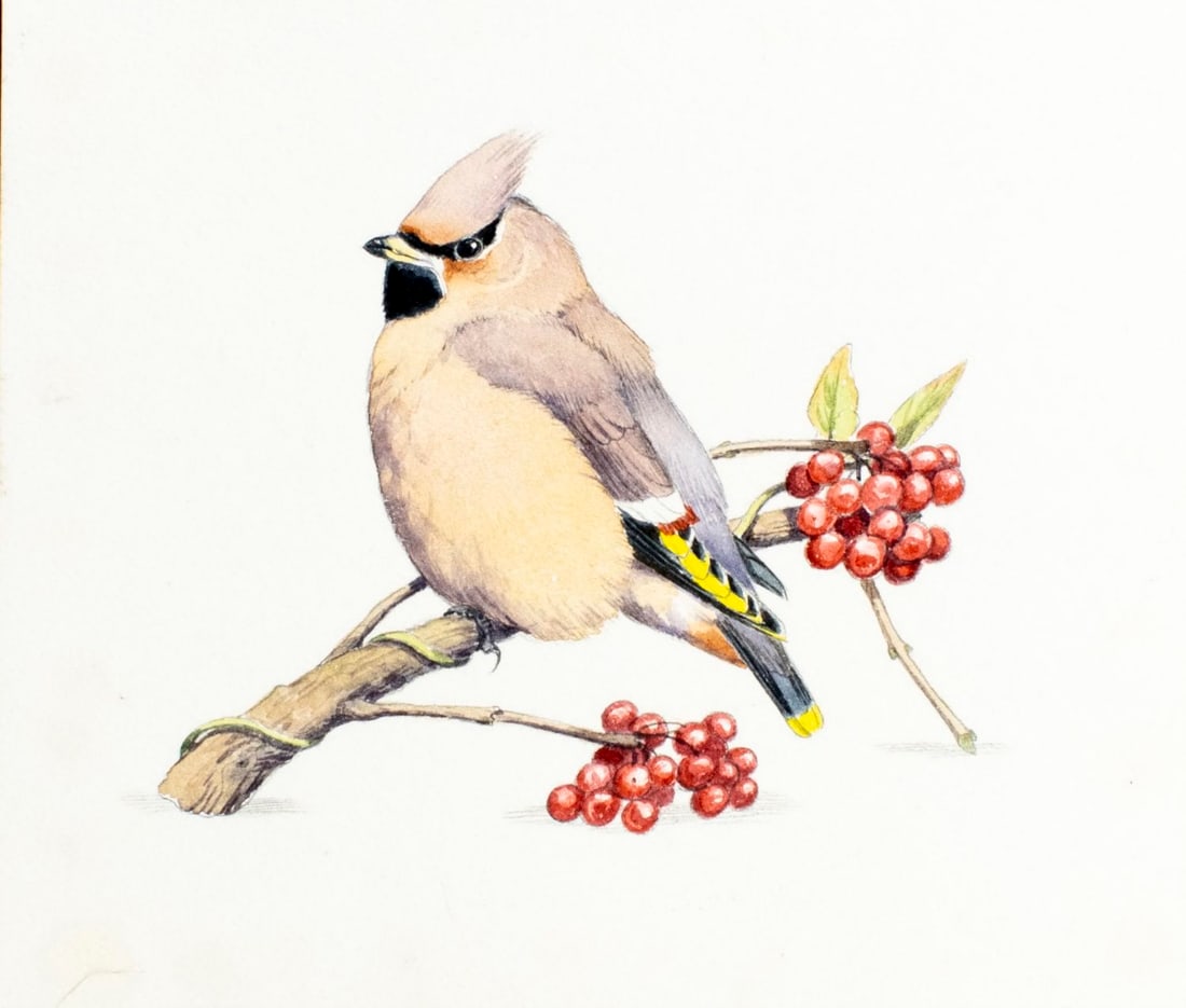 Peter Barrett (UK,1935-?) watercolor painting: ARTIST: Peter Barrett (United Kingdom, 1935 - ???) TITLE: Bohemian Waxwing Bird MEDIUM: watercolor on heavy paper CONDITION: Minor age toning. ART SIZE: