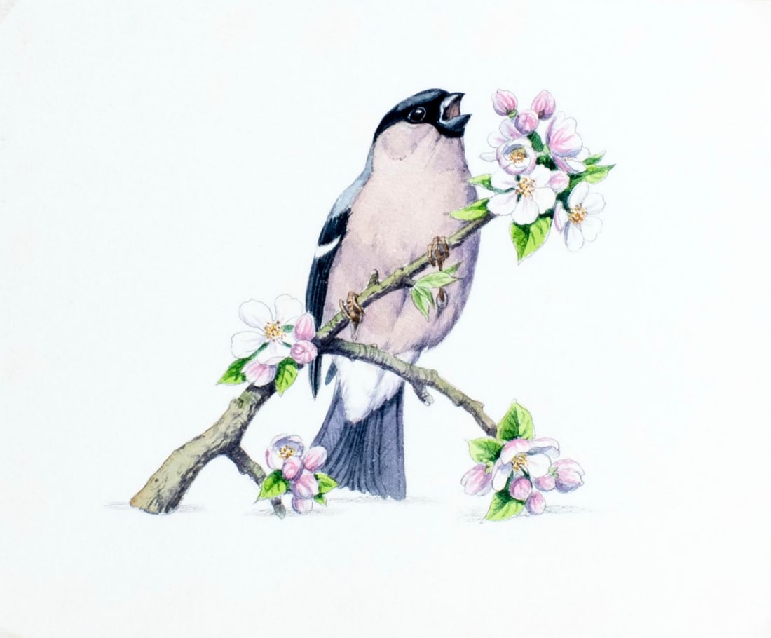 Peter Barrett (UK,1935-?) watercolor painting: ARTIST: Peter Barrett (United Kingdom, 1935 - ???) TITLE: Bullfinches Bird MEDIUM: watercolor on heavy paper CONDITION: Minor age toning. ART SIZE: 5 x