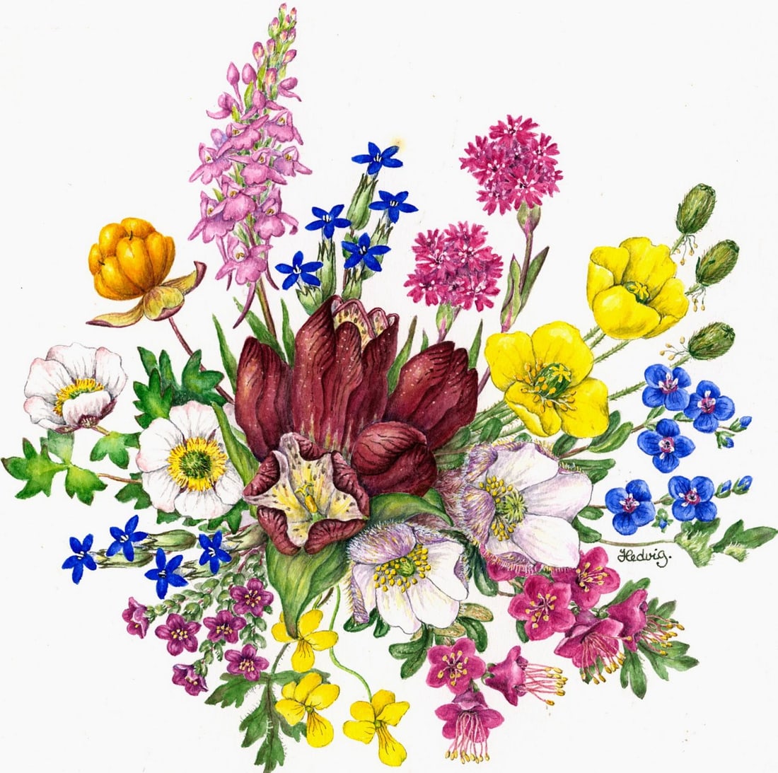 Hedvig Wright Ostern (Norway,1948-2009) watercolor painting: ARTIST: Hedvig Wright Ostern (Norwegian, 1948 - 2009) TITLE: Norwegian Botanical Plate (titled on verso) MEDIUM: watercolor on paper. Paper applied to board. CONDITION: Ov