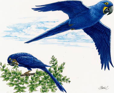 Basil Smith (UK,1925-2010) watercolor painting: ARTIST: Basil Smith (United Kingdom, 1925 - 2010) TITLE: Guyana - Hyacinth Macaw Parrots (titled on verso) YEAR: 1993 MEDIUM: watercolor on board CONDITION: