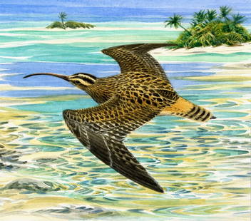 Michael Warren (UK,1938-?) watercolor painting: ARTIST: Michael Warren (United Kingdom, 1938 - ???) TITLE: Wildlife Conservation WWF, Bristle-thighed Curlew Bird (titled on verso) YEAR: 1997 MEDIUM: watercolor on heavy