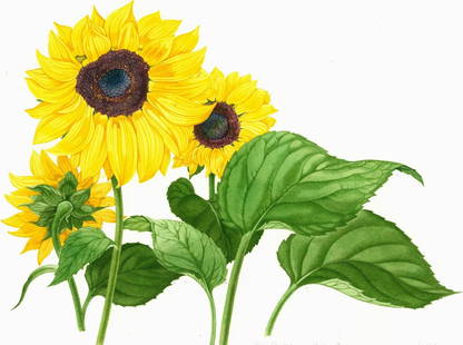 Kristen Rosenberg (UK,1933-?) watercolor painting: ARTIST: Kristen Rosenberg (United Kingdom, 1933 - ???) TITLE: Sunflower (titled on verso) YEAR: 1990 MEDIUM: watercolor on paper. Paper applied to board. CONDIT