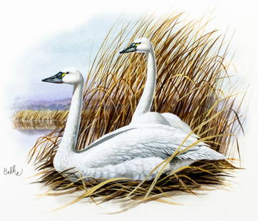Don Balke (NC,1933-?) gouache painting: ARTIST: Don Balke (North Carolina, 1933 - ???) TITLE: Whistling Swan Bird, North Carolina (titled on verso) YEAR: 1983 MEDIUM: gouache and watercolor on board C