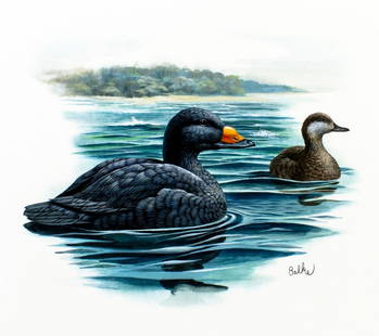 Don Balke (NC,1933-?) gouache painting: ARTIST: Don Balke (North Carolina, 1933 - ???) TITLE: Common Scoter Duck, SC (titled on verso) YEAR: 1982 MEDIUM: gouache and watercolor on board CONDITION: