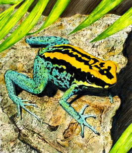 Chris Calle (US,b 1961) colored pencil painting: ARTIST: Chris Calle (American, born 1961) TITLE: Phyllobates Vittatus - Golfodulcean Poison Frog (titled on verso) YEAR: 2006 MEDIUM: colored pencil on board COND