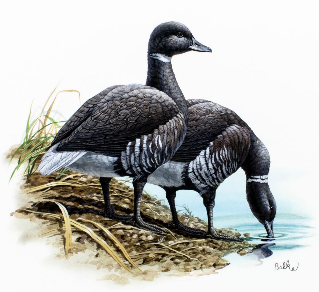 Don Balke (NC,1933-?) gouache painting: ARTIST: Don Balke (North Carolina, 1933 - ???) TITLE: Black Brant Duck, Washington (titled on verso) YEAR: 1983 MEDIUM: gouache and watercolor on board CONDITIO