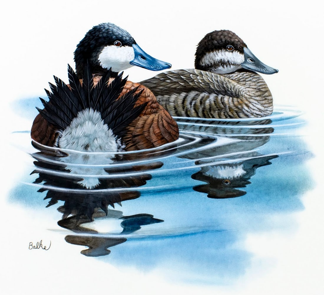 Don Balke (NC,1933-?) gouache painting: ARTIST: Don Balke (North Carolina, 1933 - ???) TITLE: Ruddy Ducks, RI (titled on verso) YEAR: 1982 MEDIUM: gouache and watercolor on board CONDITION: M