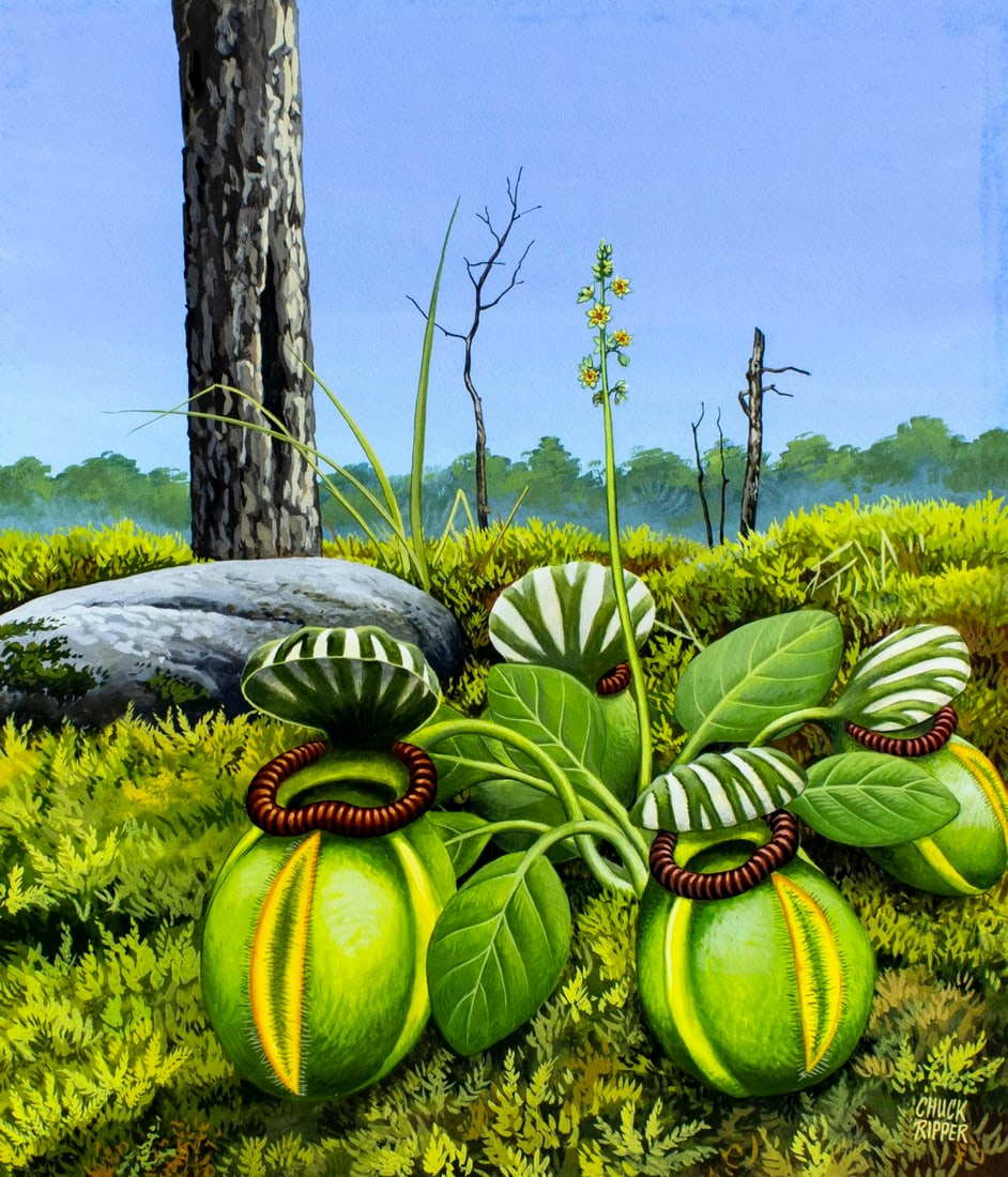Chuck Ripper (WV,PA,1929-2019) gouache painting: ARTIST: Chuck Ripper (West Virginia, Pennsylvania, 1929 - 2019) TITLE: Cephalotus Follicularis - Plant (titled on verso) YEAR: 1995 MEDIUM: gouache on board CON