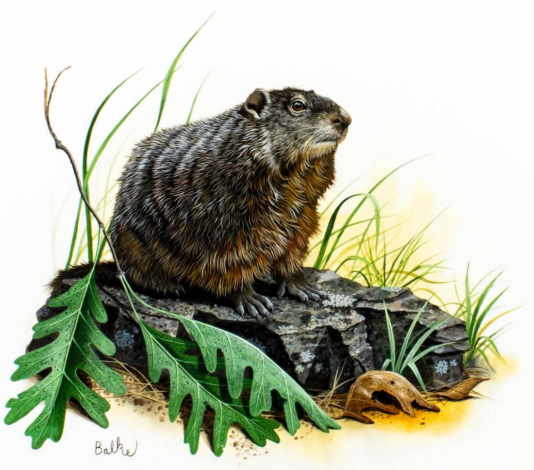 Don Balke (NC,1933-?) gouache painting: ARTIST: Don Balke (North Carolina, 1933 - ???) TITLE: Woodchuck and White Oak, MD (titled on verso) YEAR: 1979 MEDIUM: gouache and watercolor on paper. Paper applied to bo