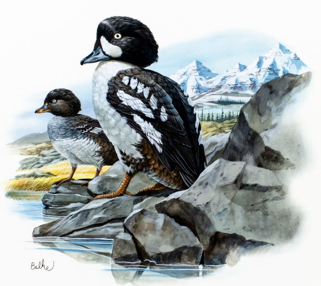 Don Balke (NC,1933-?) gouache painting: ARTIST: Don Balke (North Carolina, 1933 - ???) TITLE: Barrows Goldeneye Bird, Colorado (titled on verso) YEAR: 1983 MEDIUM: gouache and watercolor on board COND