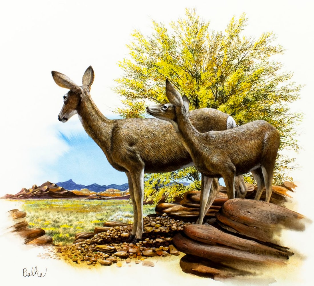 Don Balke (NC,1933-?) gouache painting: ARTIST: Don Balke (North Carolina, 1933 - ???) TITLE: Mule Deer, Palo Verde, Arizona (titled on verso) YEAR: 1979 MEDIUM: gouache and watercolor on paper. Paper applied to