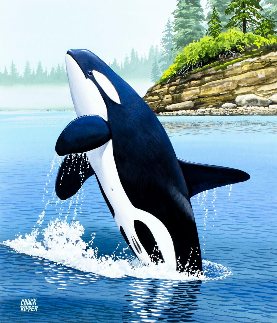 Chuck Ripper (WV,PA,1929-2019) gouache painting: ARTIST: Chuck Ripper (West Virginia, Pennsylvania, 1929 - 2019) TITLE: Killer Whale (titled on verso) YEAR: 2000 MEDIUM: gouache on board CONDITION: Ve