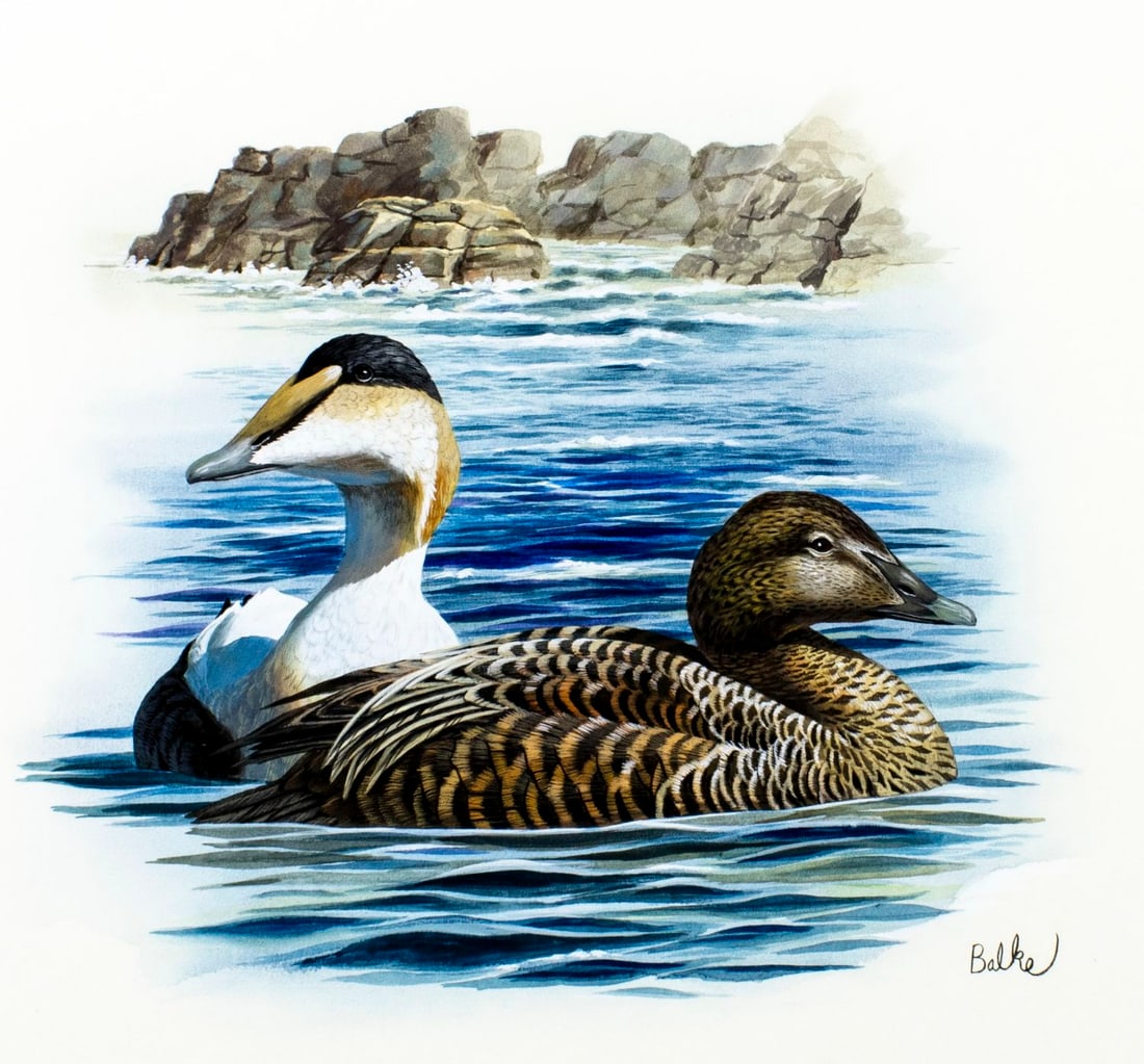Don Balke (NC,1933-?) gouache painting: ARTIST: Don Balke (North Carolina, 1933 - ???) TITLE: Common Eider Ducks, Maine (titled on verso) YEAR: 1982 MEDIUM: gouache and watercolor on board CONDITION:<