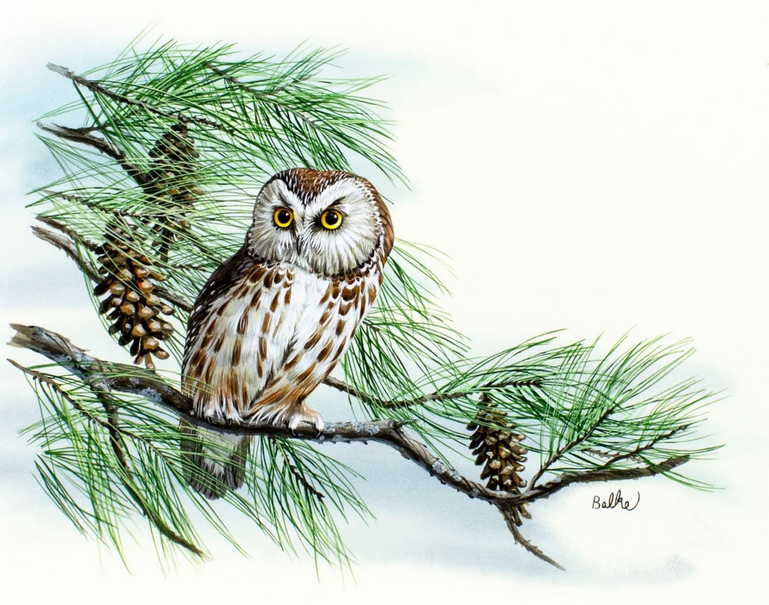 Don Balke (NC,1933-?) gouache painting: ARTIST: Don Balke (North Carolina, 1933 - ???) TITLE: Owl Saw - Whet Owl Bird (titled on verso) YEAR: 1988 MEDIUM: gouache and watercolor on board CONDITION: