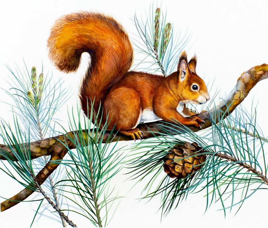 Paul Singer (NY,20C) gouache painting: ARTIST: Paul Singer (New York, 20 century) TITLE: Squirrel MEDIUM: gouache on board CONDITION: Minor damage to the upper right corner. ART SIZE: 12 x 14