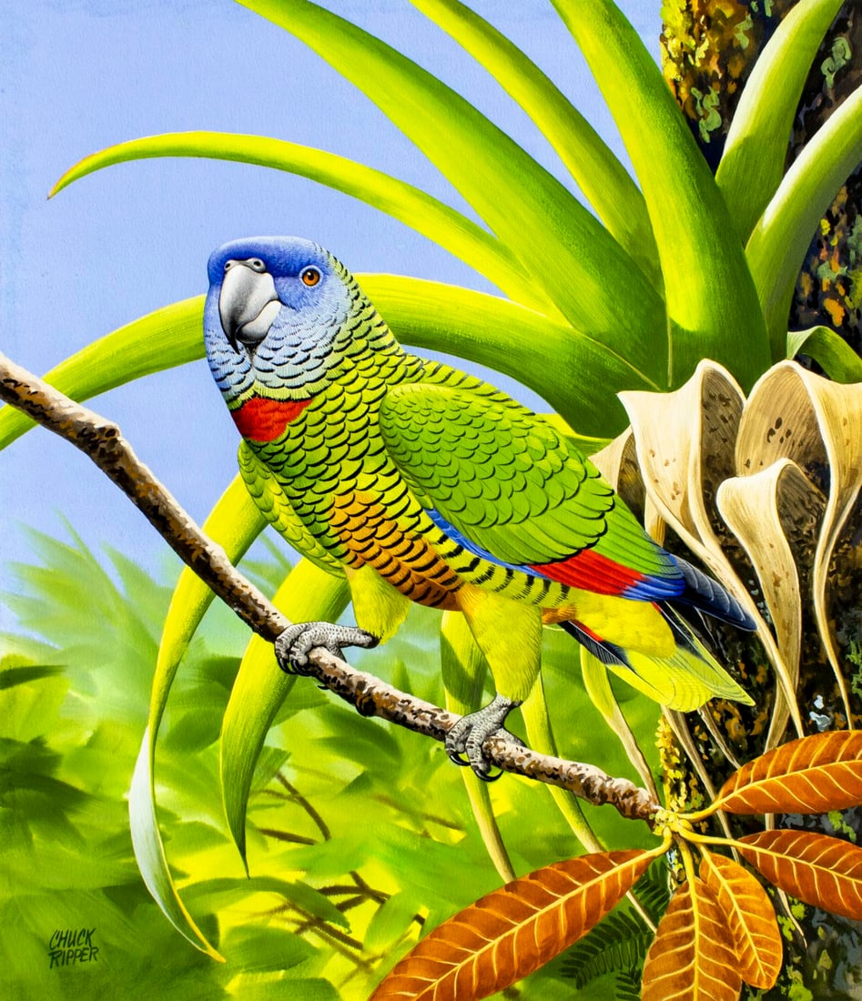 Chuck Ripper (WV,PA,1929-2019) gouache painting: ARTIST: Chuck Ripper (West Virginia, Pennsylvania, 1929 - 2019) TITLE: St Lucia Amazon Parrot (titled on verso) YEAR: 1993 MEDIUM: gouache on board CONDITION:</