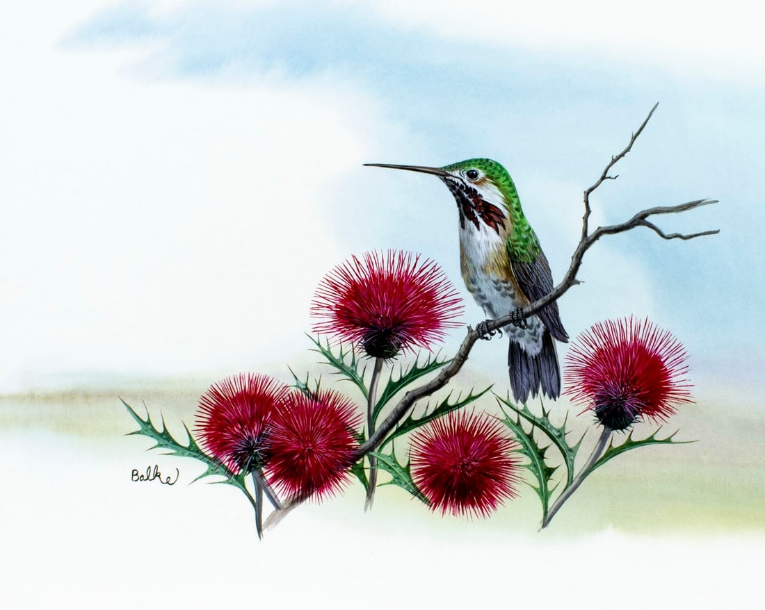 Don Balke (NC,1933-?) gouache painting: ARTIST: Don Balke (North Carolina, 1933 - ???) TITLE: Calliope Hummingbird (titled on verso) YEAR: 1992 MEDIUM: gouache and watercolor on board CONDITION: