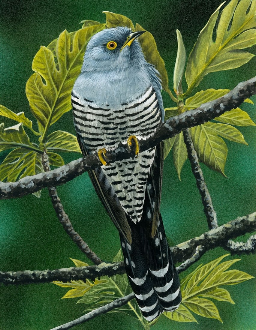 H Douglas Pratt (LA,NC,1944-?) gouache painting: ARTIST: Harold Douglas Pratt Jr (Louisiana, North Carolina, 1944 - ???) TITLE: Oriental Cuckoo Bird (titled on verso) YEAR: 1994 MEDIUM: gouache on board CONDIT