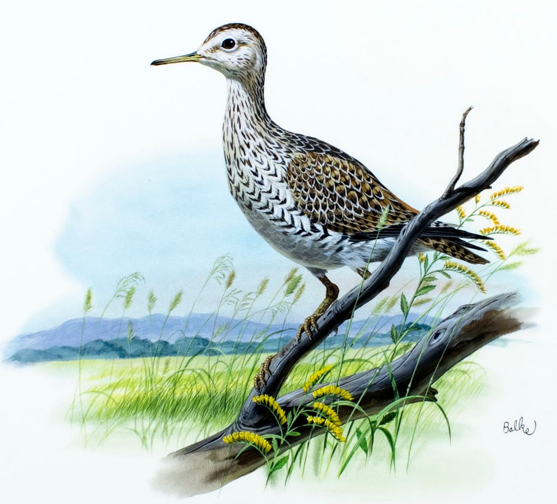 Don Balke (NC,1933-?) gouache painting (1 of 13)