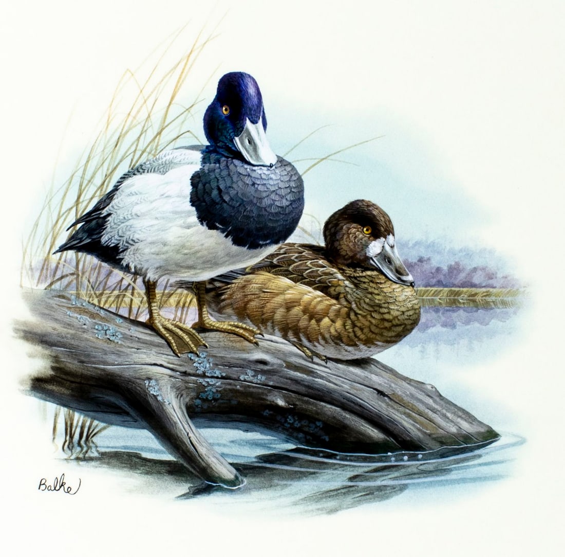 Don Balke (NC,1933-?) gouache painting: ARTIST: Don Balke (North Carolina, 1933 - ???) TITLE: Duck - Lesser Scaup (titled on verso) YEAR: 1989 MEDIUM: gouache and watercolor on board CONDITION:
