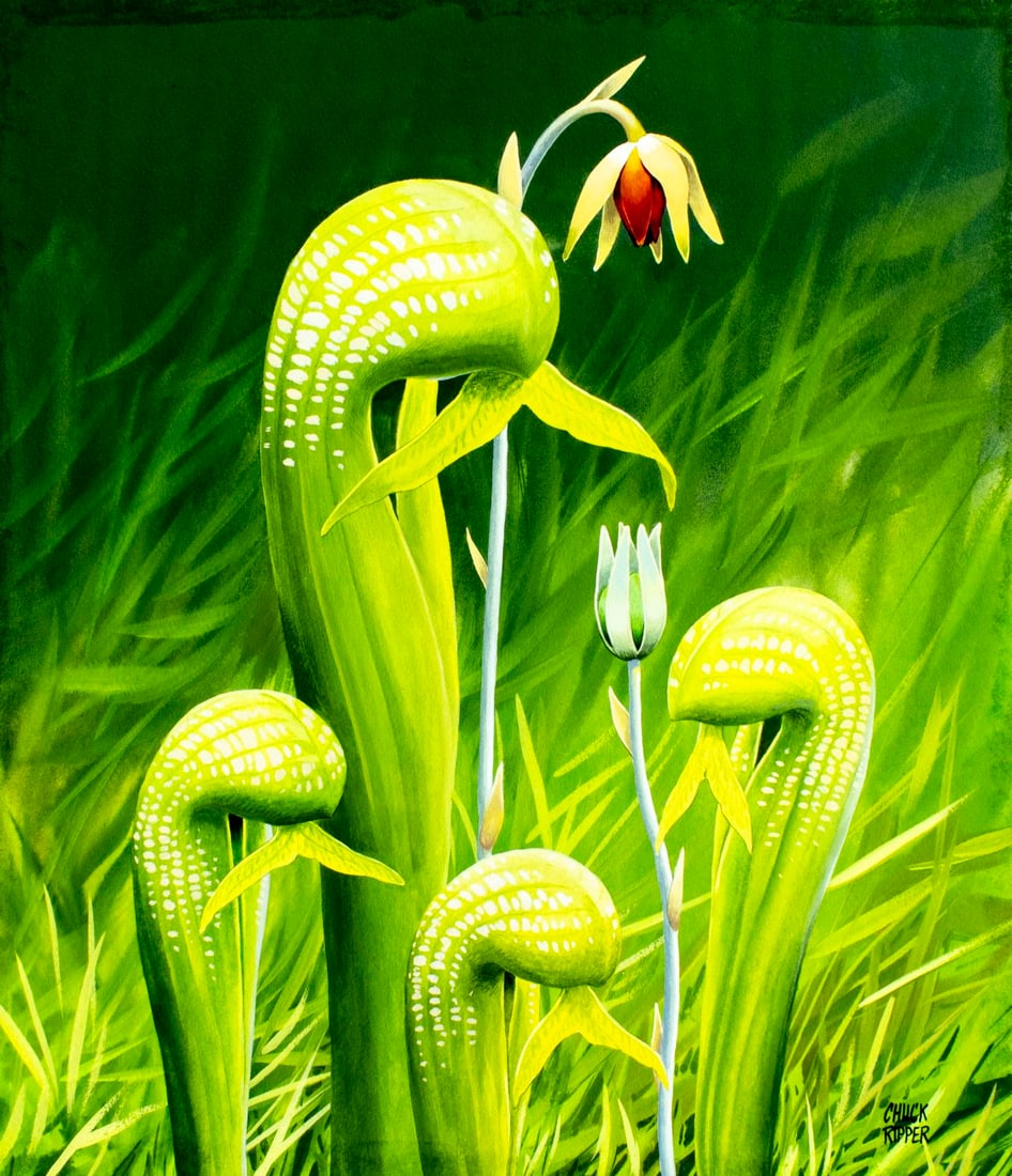 Chuck Ripper (WV,PA,1929-2019) gouache painting: ARTIST: Chuck Ripper (West Virginia, Pennsylvania, 1929 - 2019) TITLE: Plant - Darlingtonia Californica (titled on verso) YEAR: 1995 MEDIUM: gouache on board CO