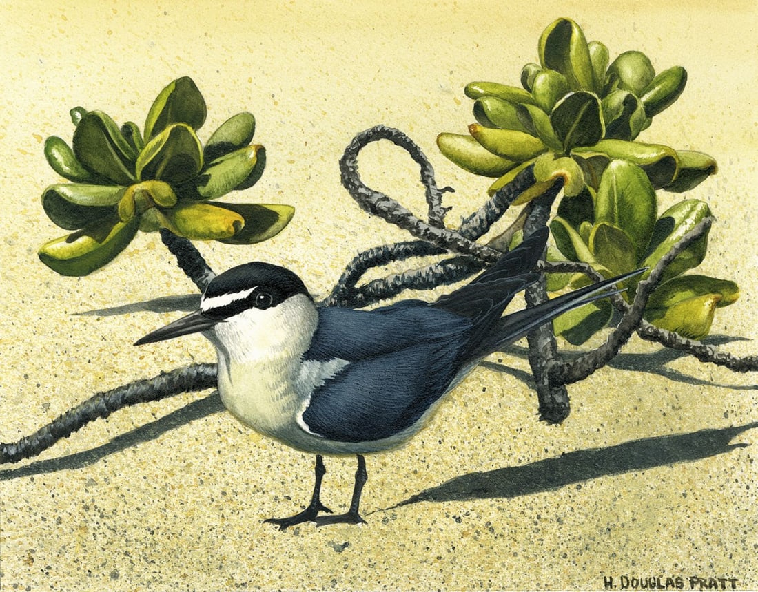 H Douglas Pratt (LA,NC,1944-?) watercolor painting: ARTIST: Harold Douglas Pratt Jr (Louisiana, North Carolina, 1944 - ???) TITLE: Birds of the Marshall Islands - Gray-backed Tern Bird (titled on verso) YEAR: 1995 MEDIUM: w