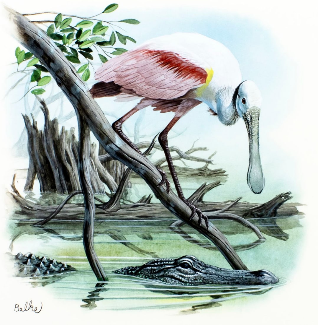 Don Balke (NC,1933-?) gouache painting: ARTIST: Don Balke (North Carolina, 1933 - ???) TITLE: Roseate Spoon Bill Bird (titled on verso) YEAR: 1986 MEDIUM: gouache and watercolor on board CONDITION: