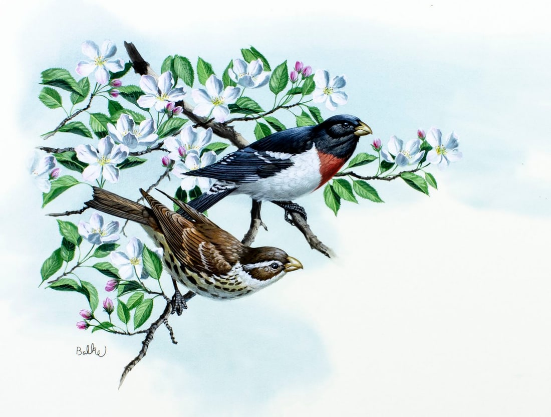 Don Balke (NC,1933-?) gouache painting: ARTIST: Don Balke (North Carolina, 1933 - ???) TITLE: Grosbeak Bird (titled on verso) YEAR: 1988 MEDIUM: gouache and watercolor on board CONDITION: Ver