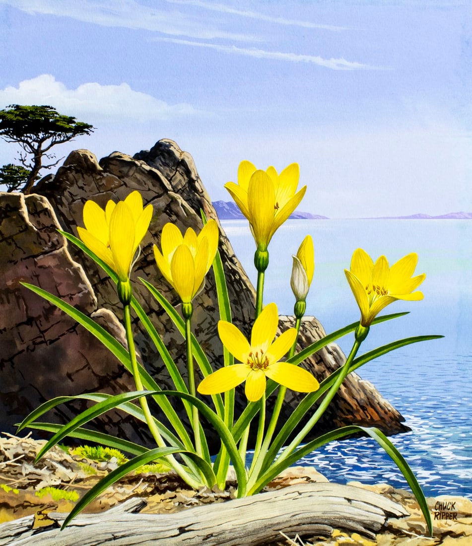 Chuck Ripper (WV,PA,1929-2019) gouache painting: ARTIST: Chuck Ripper (West Virginia, Pennsylvania, 1929 - 2019) TITLE: Plant - Sternbergia Lutea (titled on verso) YEAR: 1995 MEDIUM: gouache on board CONDITION