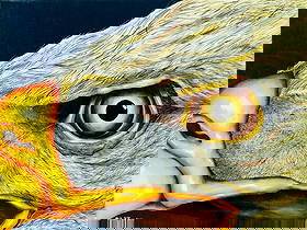 Michael C Coen (US,20/21C) oil painting: ARTIST: Michael C Coen (American, 20/21 centuries) TITLE: Bird YEAR: 2000 MEDIUM: oil on canvas CONDITION: Overall good. No visible inpaint under UV ligh