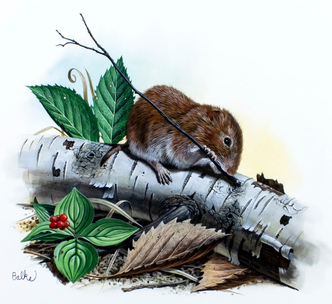 Don Balke (NC,1933-?) gouache painting: ARTIST: Don Balke (North Carolina, 1933 - ???) TITLE: American Pine Vole, White Birch, New Hampshire (titled on verso) YEAR: 1980 MEDIUM: gouache and watercolor on paper.