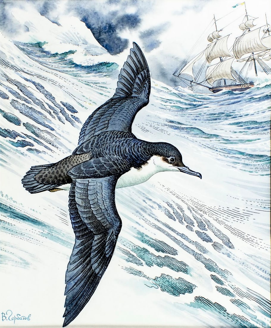 Vadim Gorbatov (Russia,1940-?) watercolor painting: ARTIST: Vadim Alekseevich Gorbatov (Russian, 1940 - ???) TITLE: Audubons Shearwater Bird, Maldives (titled on verso) YEAR: 1990 MEDIUM: watercolor on paper. Paper applied to board. CONDITION: Minor