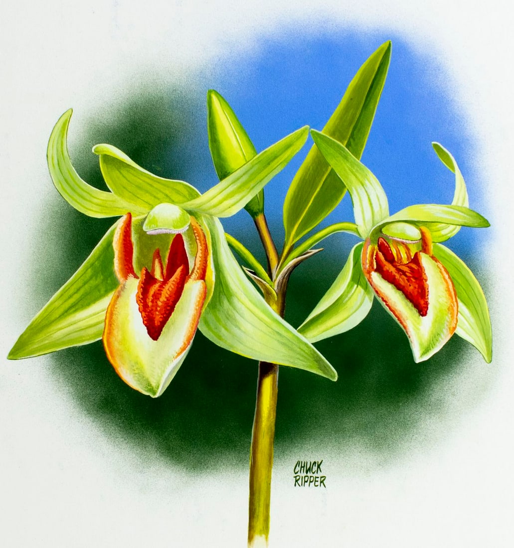 Chuck Ripper (WV,PA,1929-2019) gouache painting: ARTIST: Chuck Ripper (West Virginia, Pennsylvania, 1929 - 2019) TITLE: Dendrobium Cruentum YEAR: 2005 MEDIUM: gouache on board CONDITION: Minor damages to corners. ART SIZE: 13 x 11 inches / 33 x