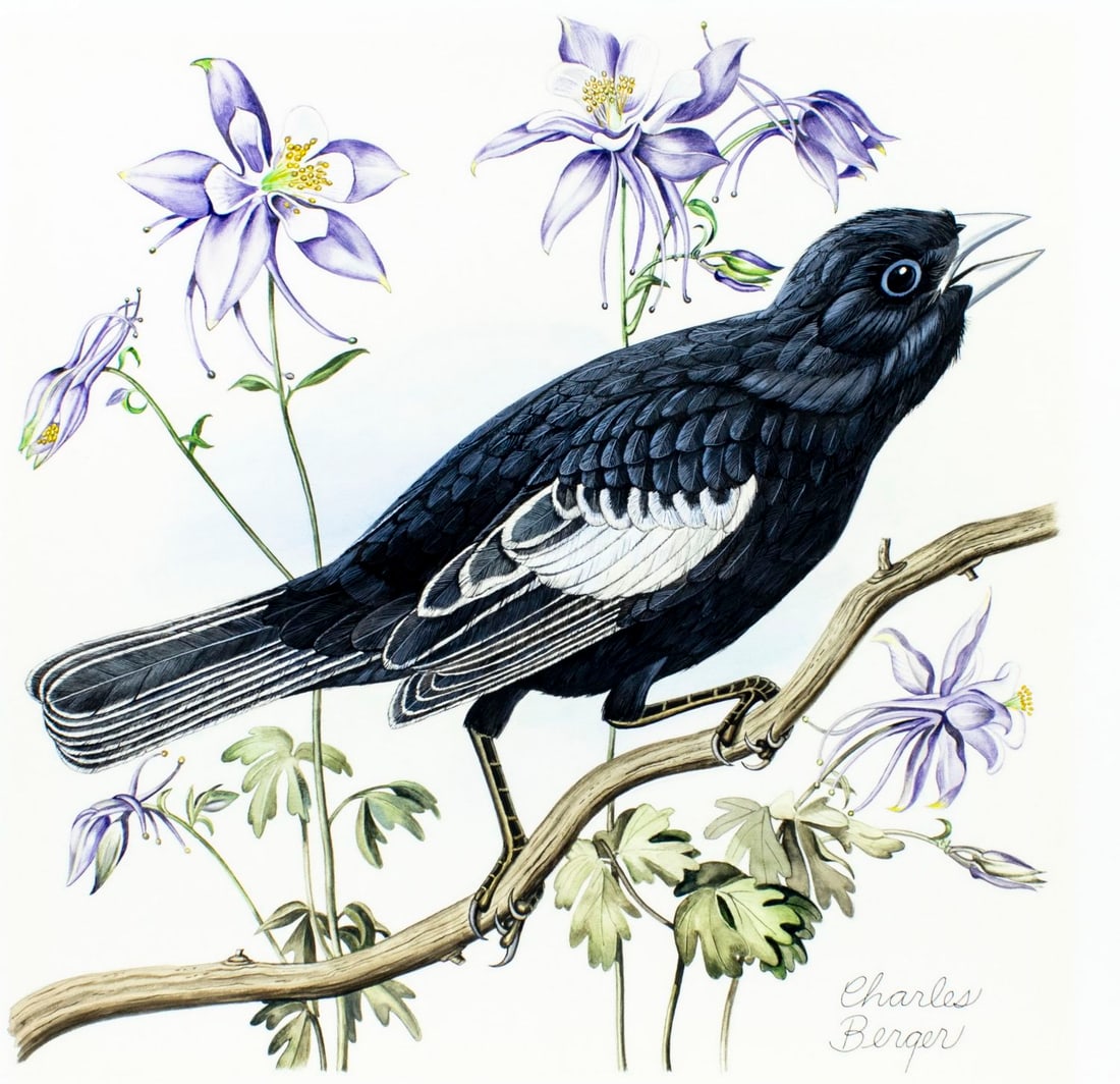 Charles Berger (NY,AZ,1922-2012) gouache painting: ARTIST: Charles J Berger (New York, Arizona, 1922 - 2012) TITLE: Black Monarch Bird MEDIUM: gouache on board CONDITION: Minor damages to corners. Minor age toning. ART SIZE: 12 x 12 inches / 30 x