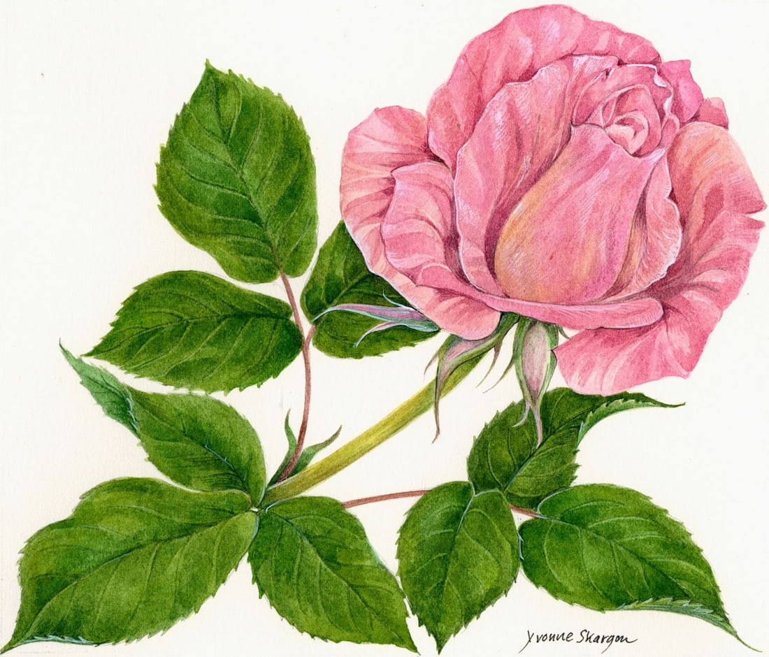 Yvonne Skargon (UK,1931-2010) watercolor painting: ARTIST: Yvonne Skargon (United Kingdom, 1931 - 2010) TITLE: Roses - Rosa Silver Jubilee (titled on verso) YEAR: 1991 MEDIUM: watercolor on heavy paper CONDITION