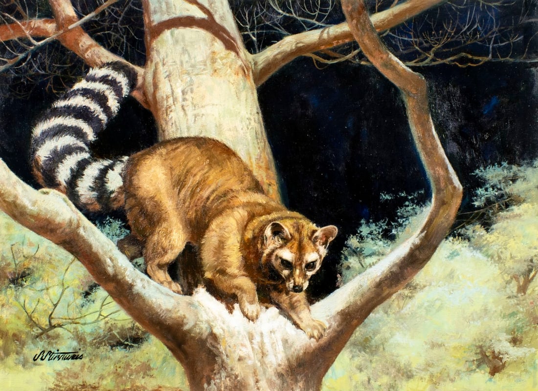 Shannon Stirnweis (AZ,NY,NH,OR,1931-2019) oil painting: ARTIST: Shannon Stirnweis (Arizona, New York, New Hampshire, Oregon, 1931 - 2019) TITLE: Ringtail (titled on verso) YEAR: 1987 MEDIUM: oil on board CONDITION:</