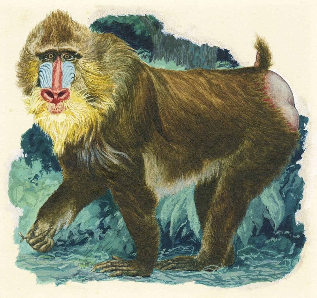 Vintage mid 20C American gouache painting (1 of 11)