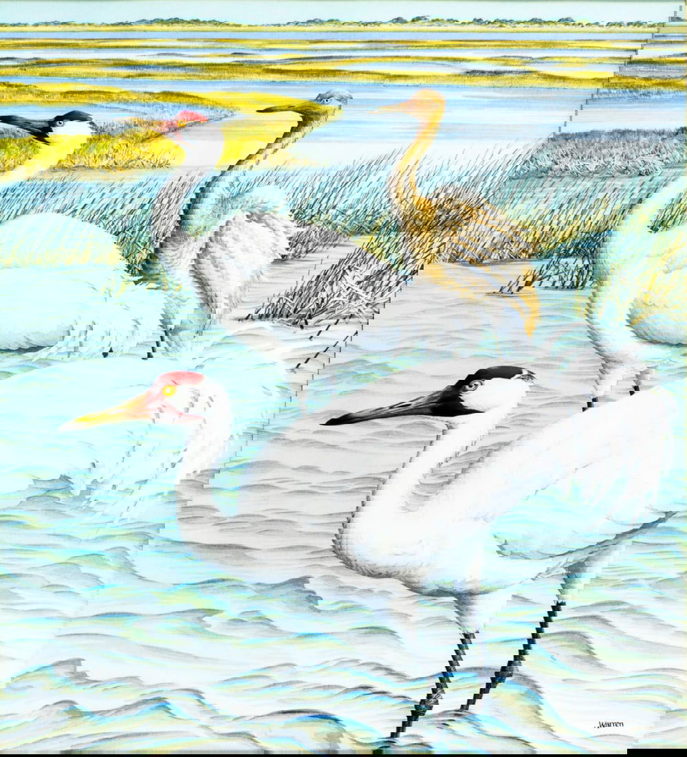 Michael Warren (UK,1938-?) watercolor painting: ARTIST: Michael Warren (United Kingdom, 1938 - ???) TITLE: Whooping Crane Bird (titled on verso) YEAR: 1985 MEDIUM: watercolor on heavy paper CONDITION: