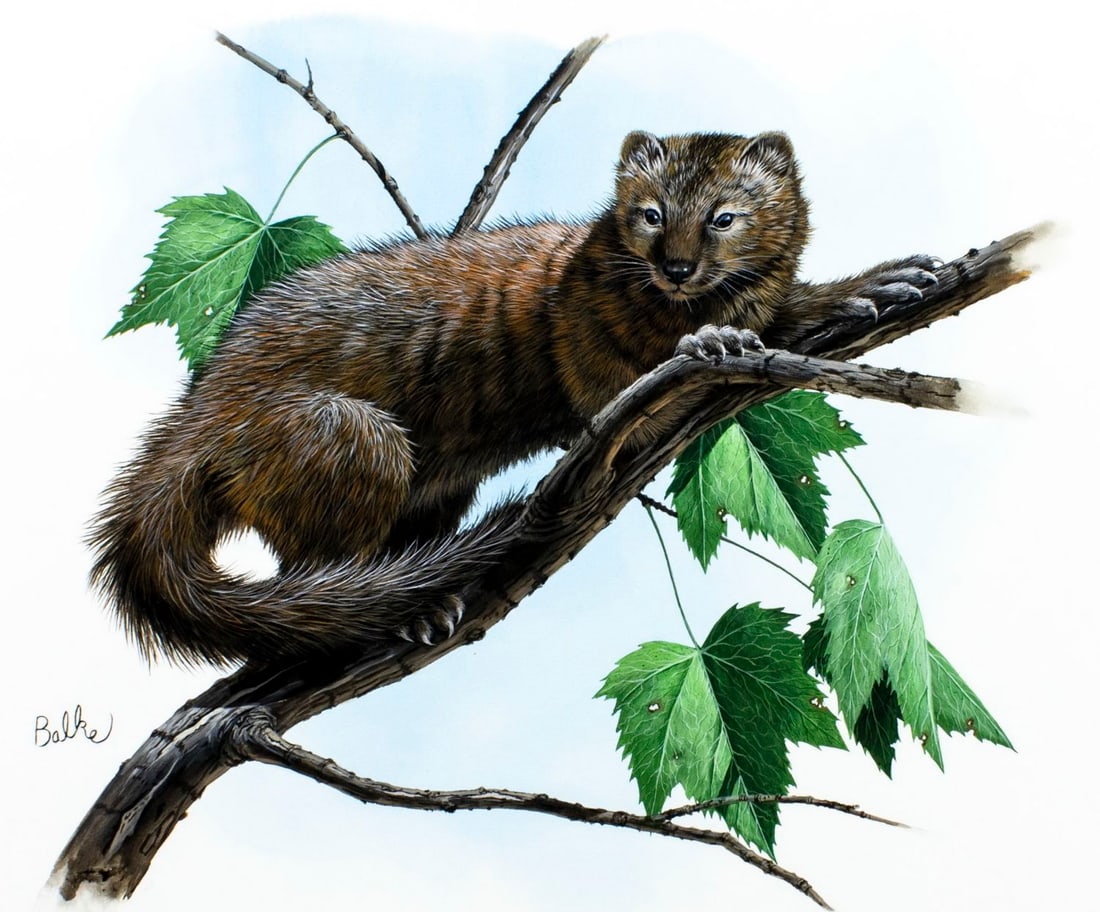 Don Balke (NC,1933-?) gouache painting: ARTIST: Don Balke (North Carolina, 1933 - ???) TITLE: Fisher, Red Maple, Rhode Island (titled on verso) YEAR: 1980 MEDIUM: gouache and watercolor on paper. Paper applied t