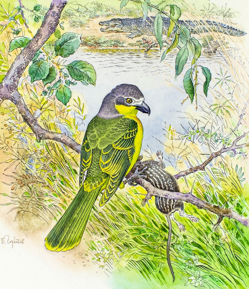 Vadim Gorbatov (Russia,1940-?) watercolor painting: ARTIST: Vadim Alekseevich Gorbatov (Russian, 1940 - ???) TITLE: Grey-headed Bush Shrike, Gambia (titled on verso) YEAR: 1989 MEDIUM: watercolor on paper. Paper applied to
