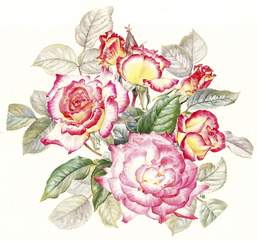 Rosanne Sanders (UK,20/21C) watercolor painting: ARTIST: Rosanne Sanders (United Kingdom, 20/21 centuries) TITLE: Rose Plate MEDIUM: watercolor on heavy paper CONDITION: Overall good. ART SIZE: 9 x 9 in