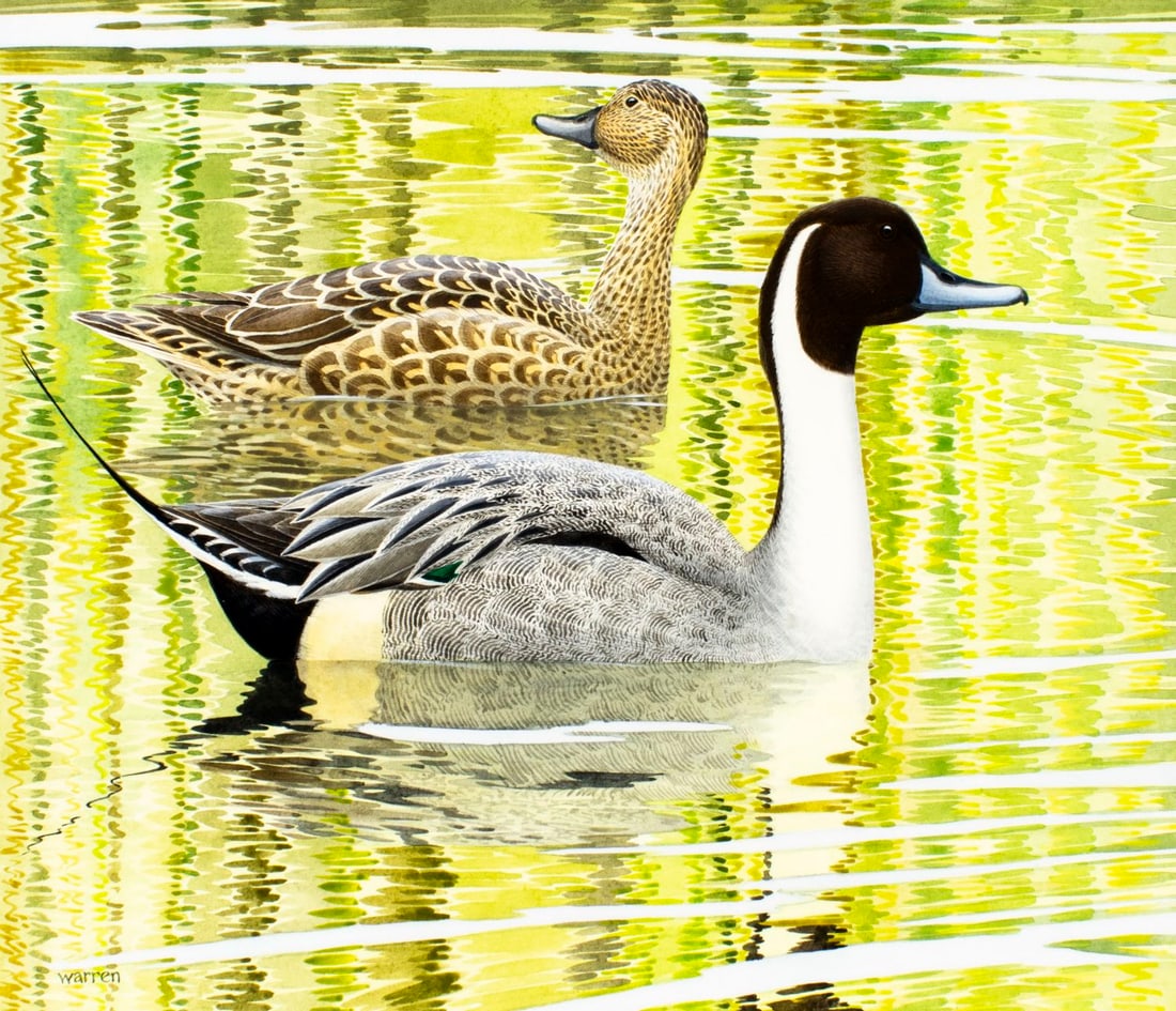 Michael Warren (UK,1938-?) watercolor painting: ARTIST: Michael Warren (United Kingdom, 1938 - ???) TITLE: Northern Pintail Ducks (titled on verso) YEAR: 1990 MEDIUM: watercolor on heavy paper CONDITION: