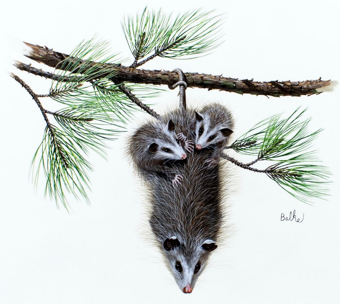 Don Balke (NC,1933-?) gouache painting: ARTIST: Don Balke (North Carolina, 1933 - ???) TITLE: Opossum, Long-Leaf Pine, AL (titled on verso) YEAR: 1979 MEDIUM: gouache on paper. Paper applied to board.