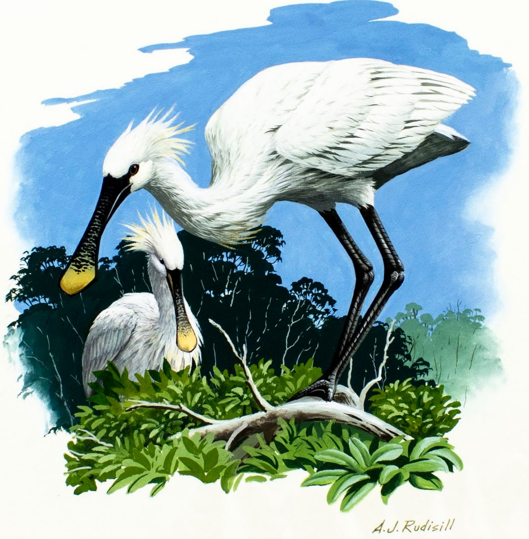 Anthony J Rudisill (US,1934-?) gouache painting: ARTIST: Anthony J Rudisill (American, 1934 - ???) TITLE: Senegal Spoonbill Bird YEAR: circa 1986 MEDIUM: gouache on board CONDITION: Some warping by th