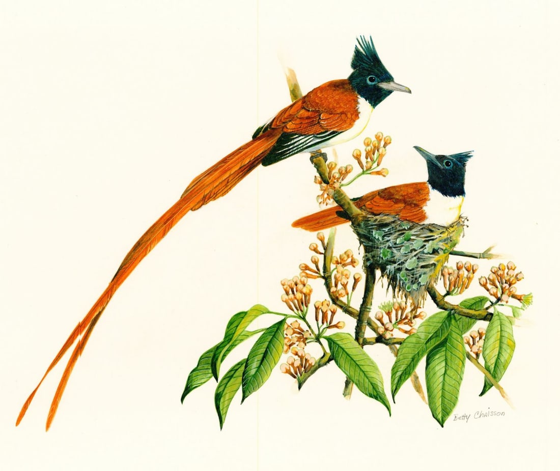 Betty Chaisson (US,20C) gouache painting (1 of 12)