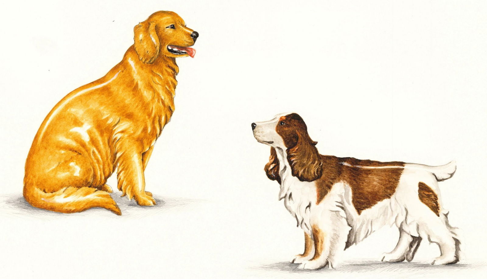 George McMonigle (PA,Hawaii,b 1951) watercolor painting: ARTIST: George McMonigle (Pennsylvania, Hawaiian, born 1951) TITLE: Golden Retriever and English Springer Spaniel Dog YEAR: 1985 MEDIUM: watercolor on paper. Paper applied t