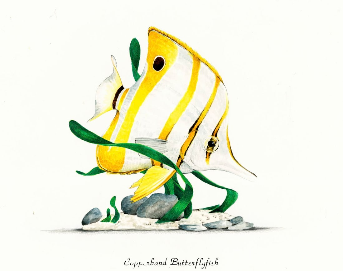 George McMonigle (PA,Hawaii,b 1951) watercolor painting: ARTIST: George McMonigle (Pennsylvania, Hawaiian, born 1951) TITLE: Copperband Butterflyfish YEAR: 1985 MEDIUM: watercolor on board CONDITION: Few pinhol